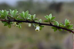 Escallonia myrtilloides L. fil. resmi