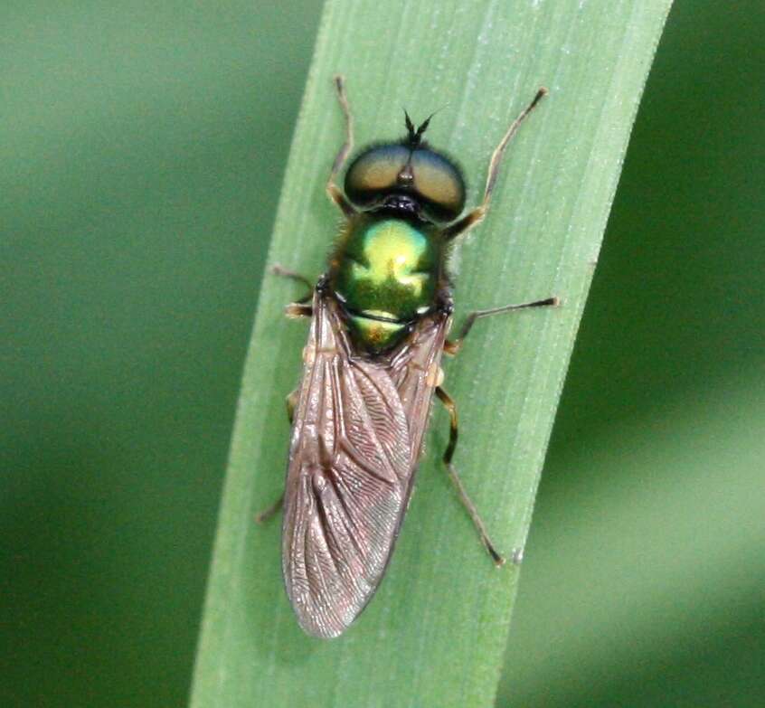 Image of Soldier fly