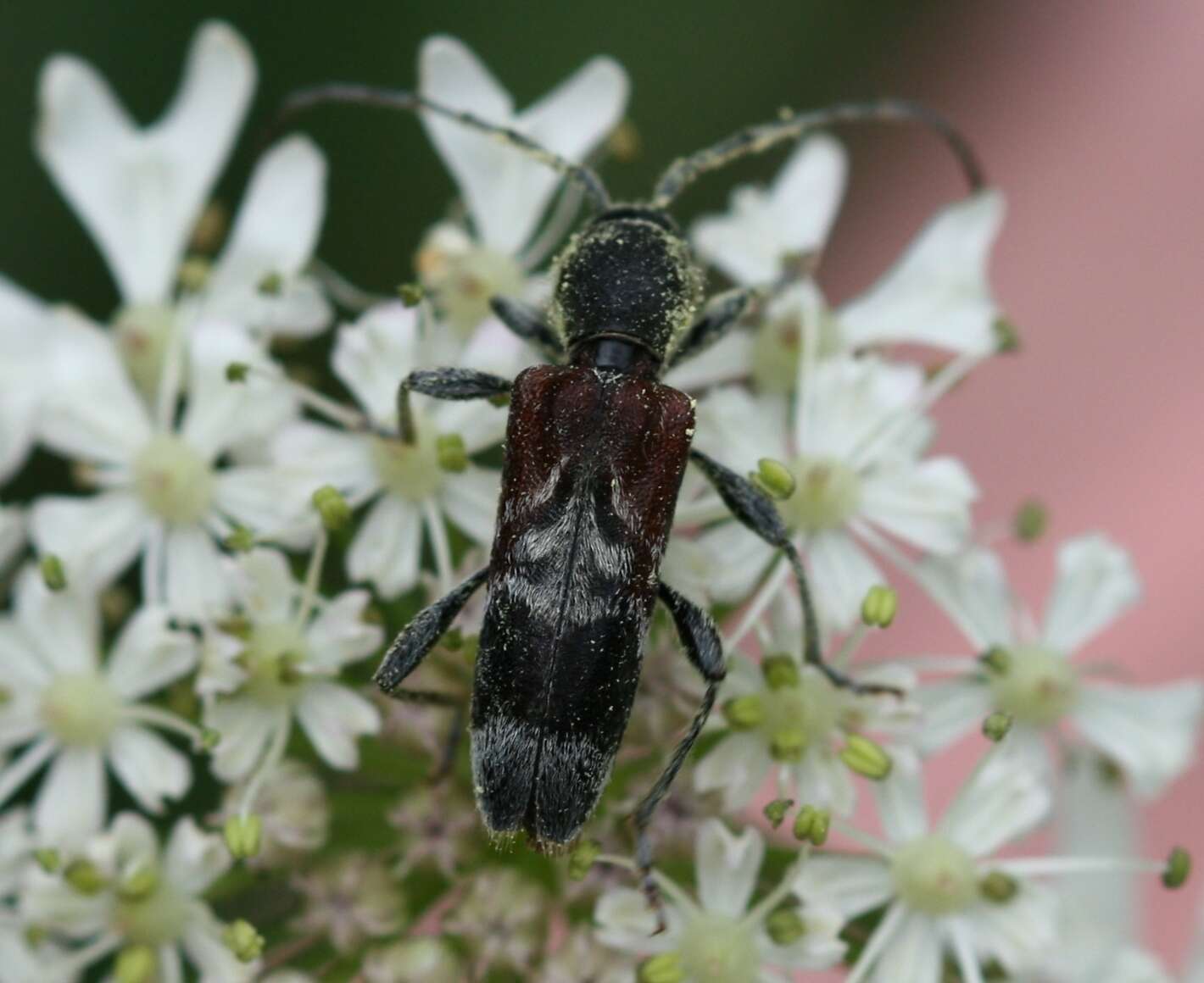 Image of grey-coated longhorn beetle