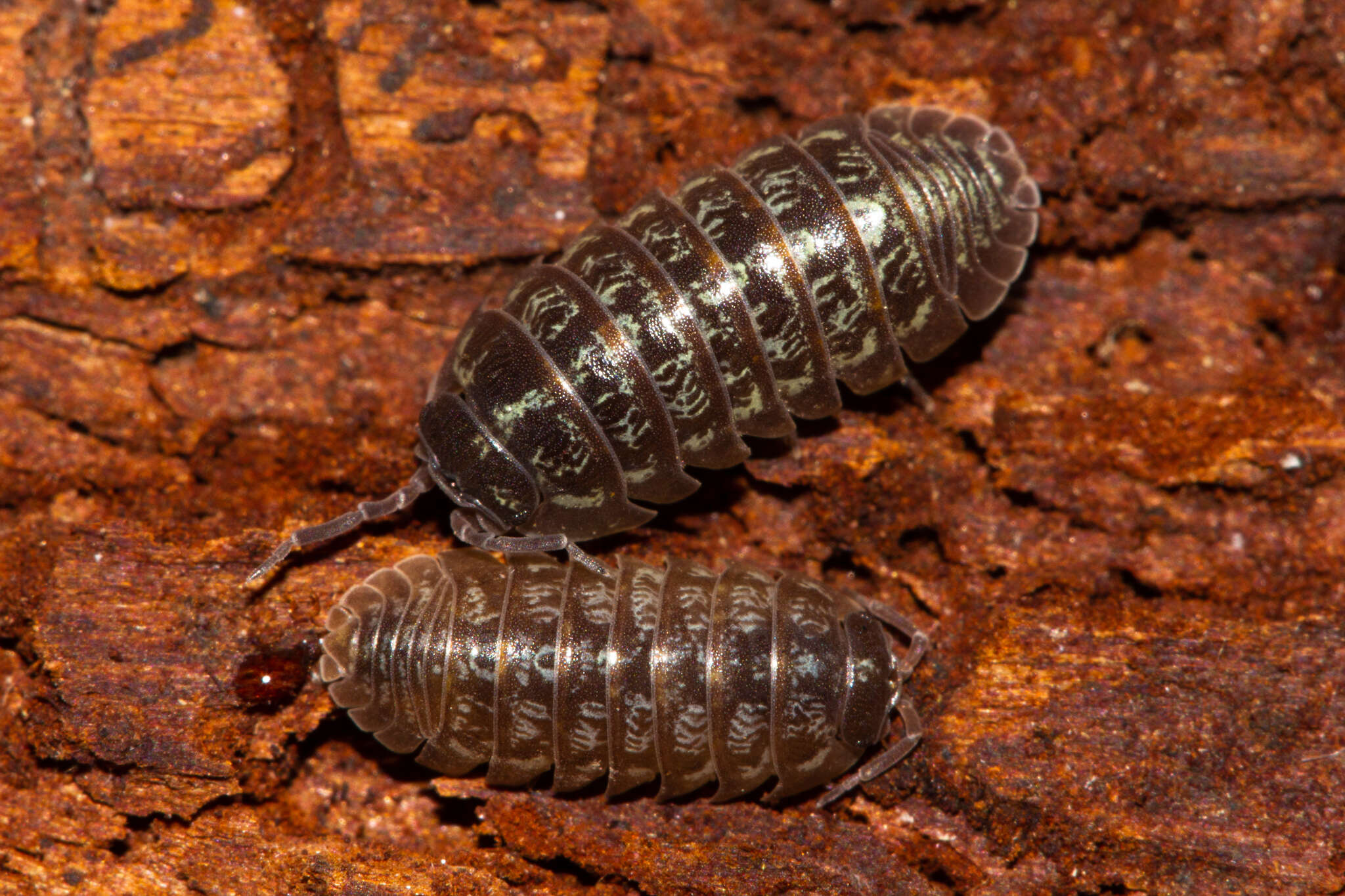 Image of Armadillidium simoni Dollfus 1887