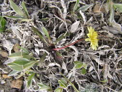 Image of Taraxacum hyparcticum var. schamurinii B. A. Yurtsev