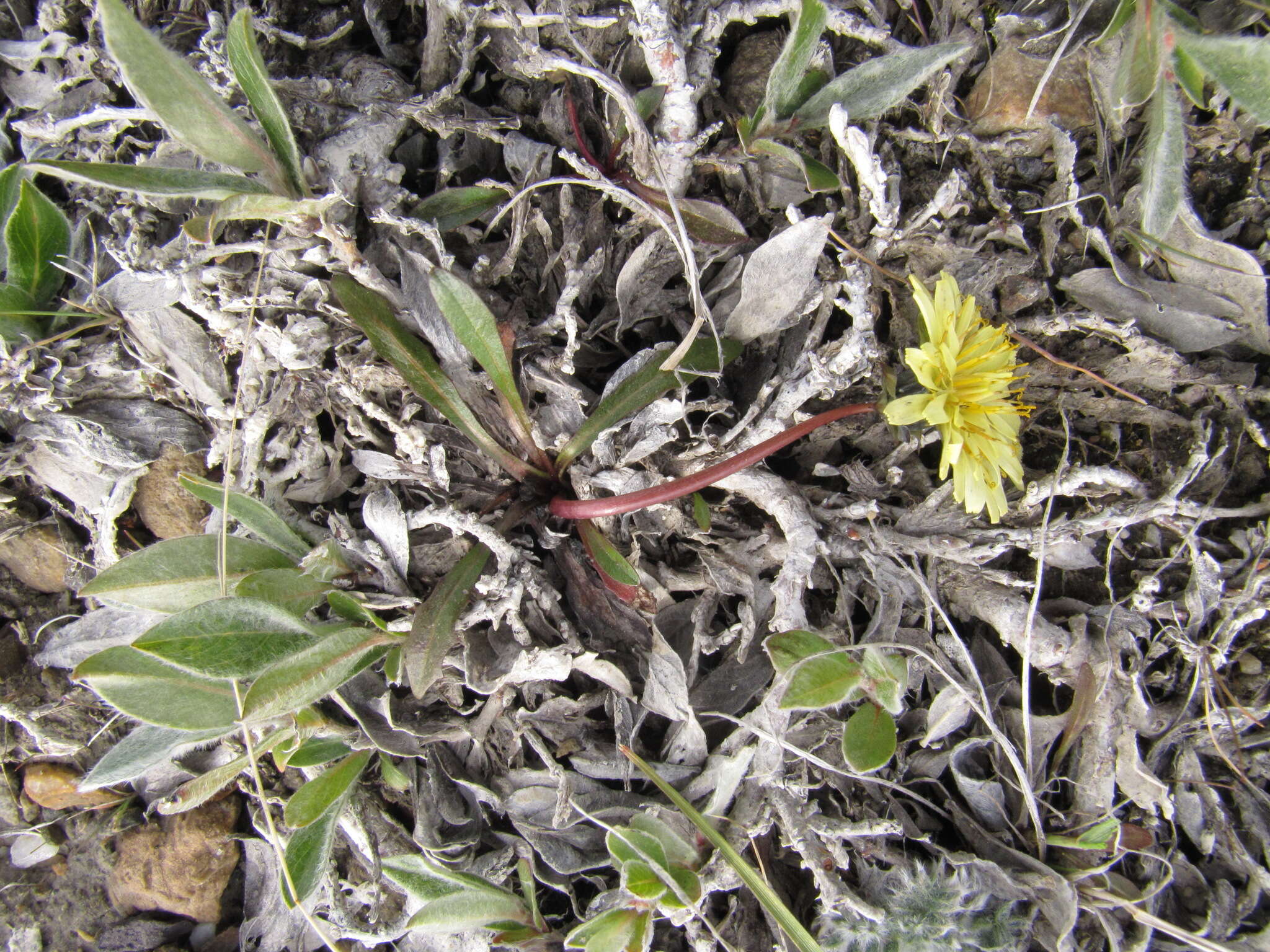 Image of Taraxacum hyparcticum var. schamurinii B. A. Yurtsev