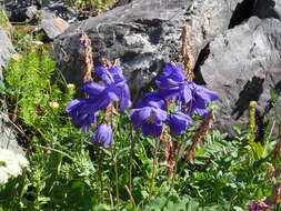 Aquilegia glandulosa Fisch.的圖片