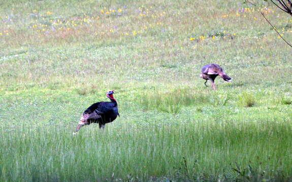 Imagem de Meleagris gallopavo Linnaeus 1758