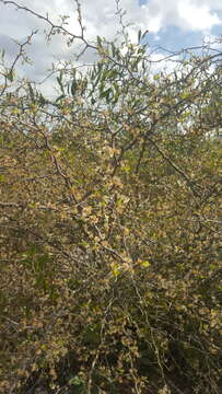 Image of scrub plum