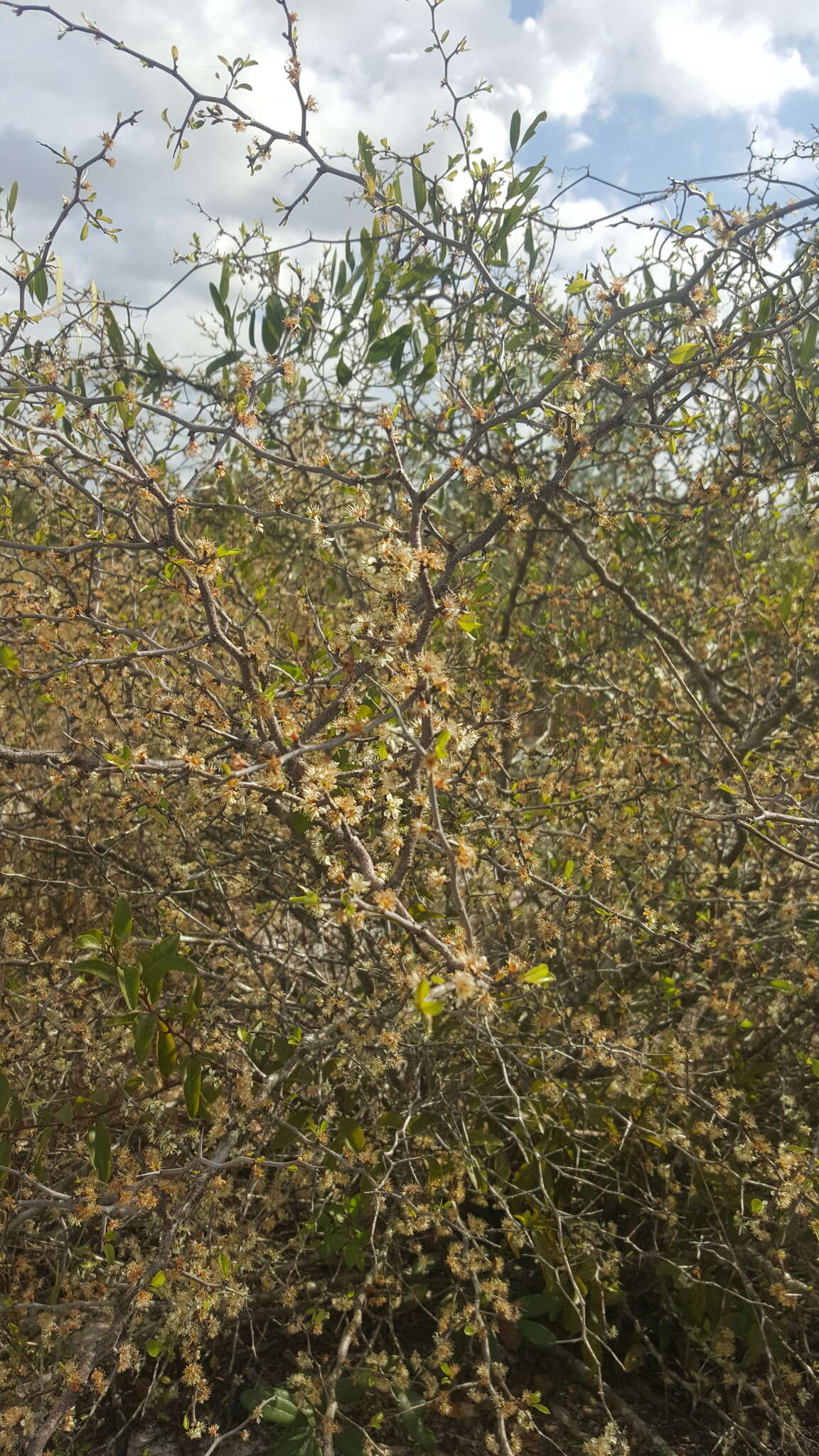 صورة Prunus geniculata Harper