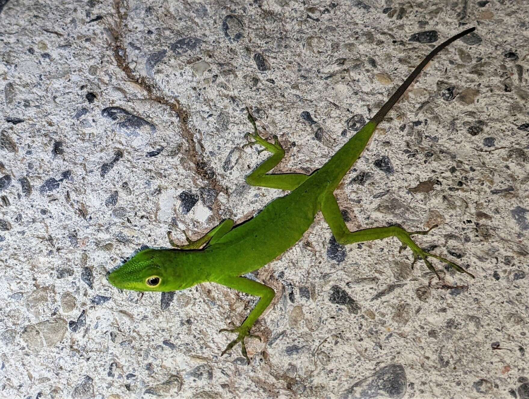 Image of Boulenger's Green Anole