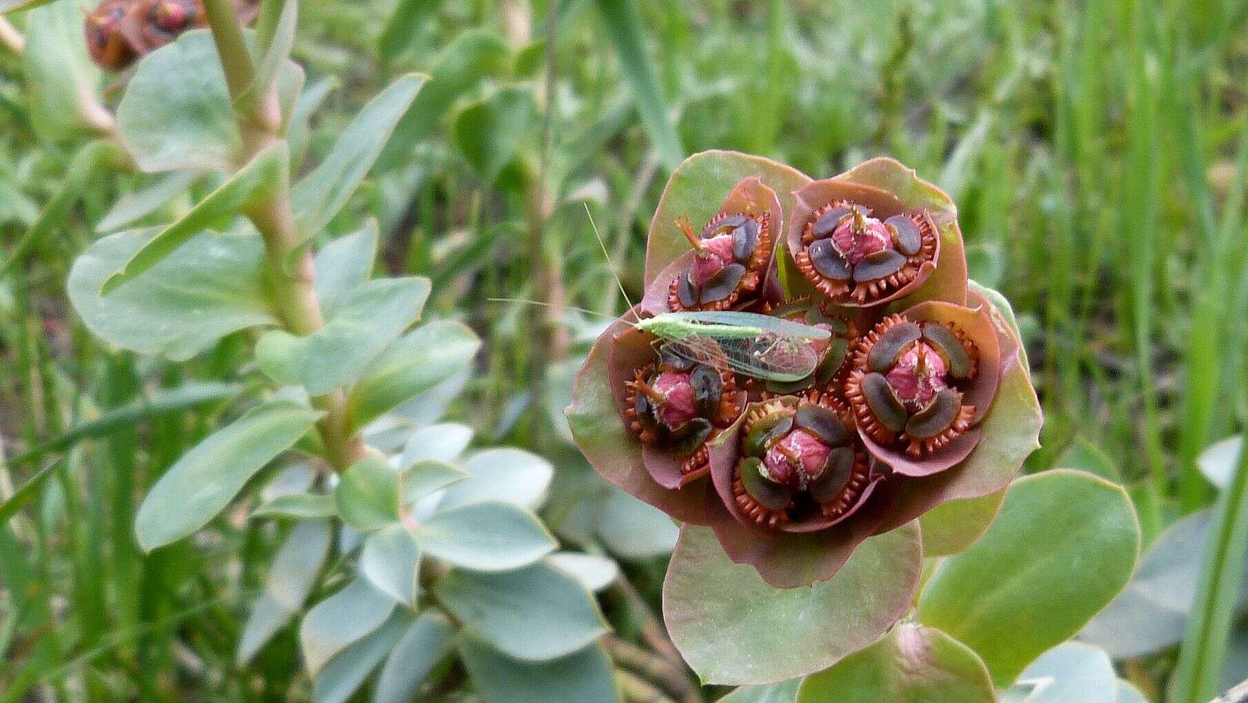 Слика од Euphorbia denticulata Lam.