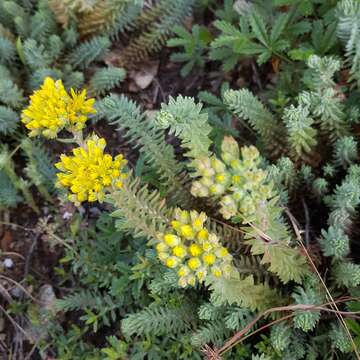 Image of Petrosedum rupestre (L.) P. Heath