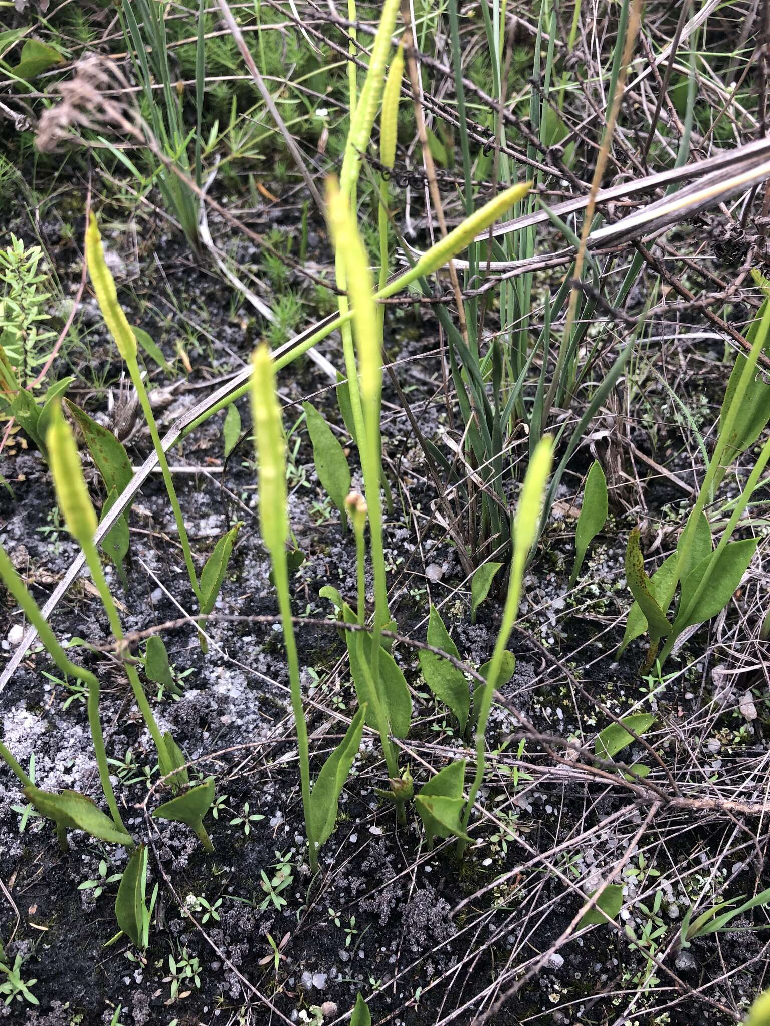 Image of <i>Ophioglossum <i>polyphyllum</i></i> var. polyphyllum