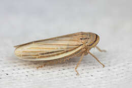 Image of Silver leafhopper