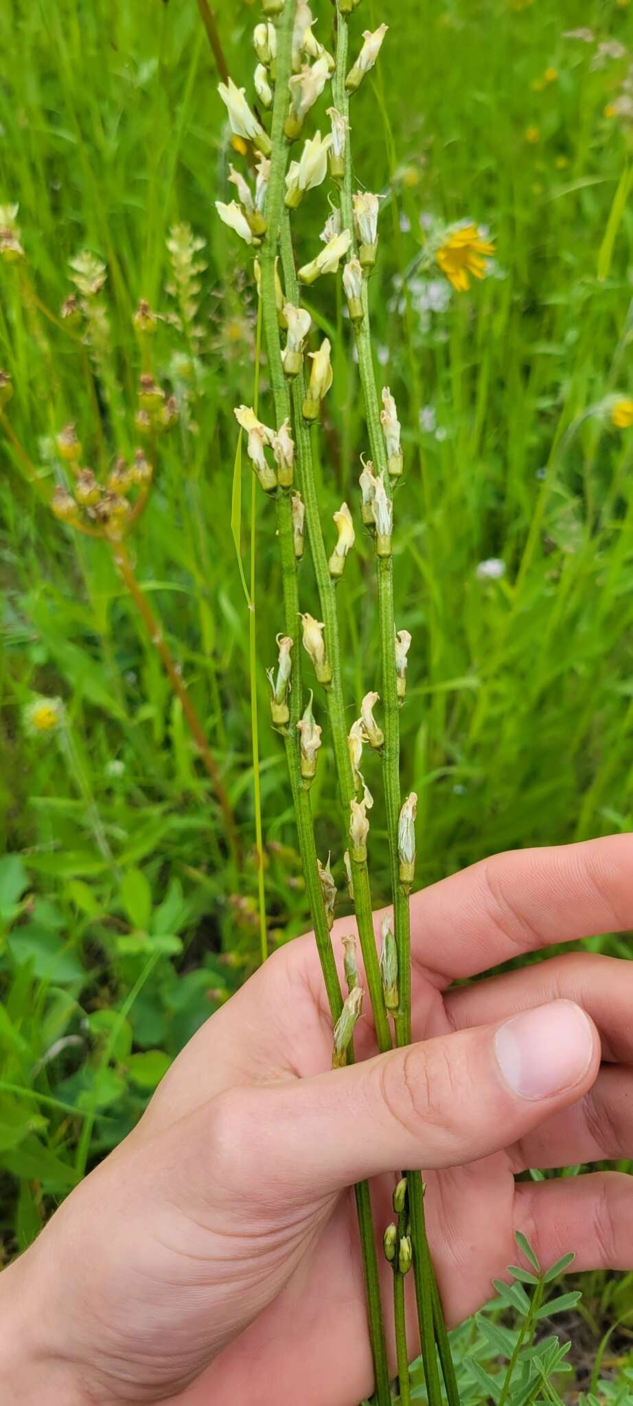 Image of Palouse milkvetch