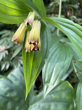 Image of Disporum kawakamii Hayata