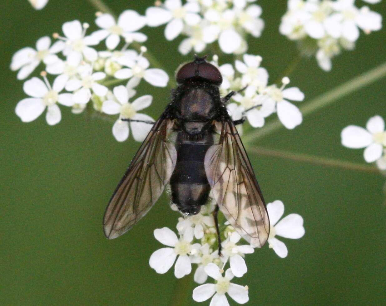 صورة Cheilosia impressa (Loew 1840)