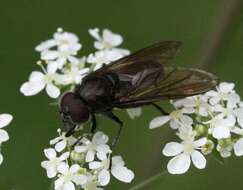 صورة Cheilosia impressa (Loew 1840)