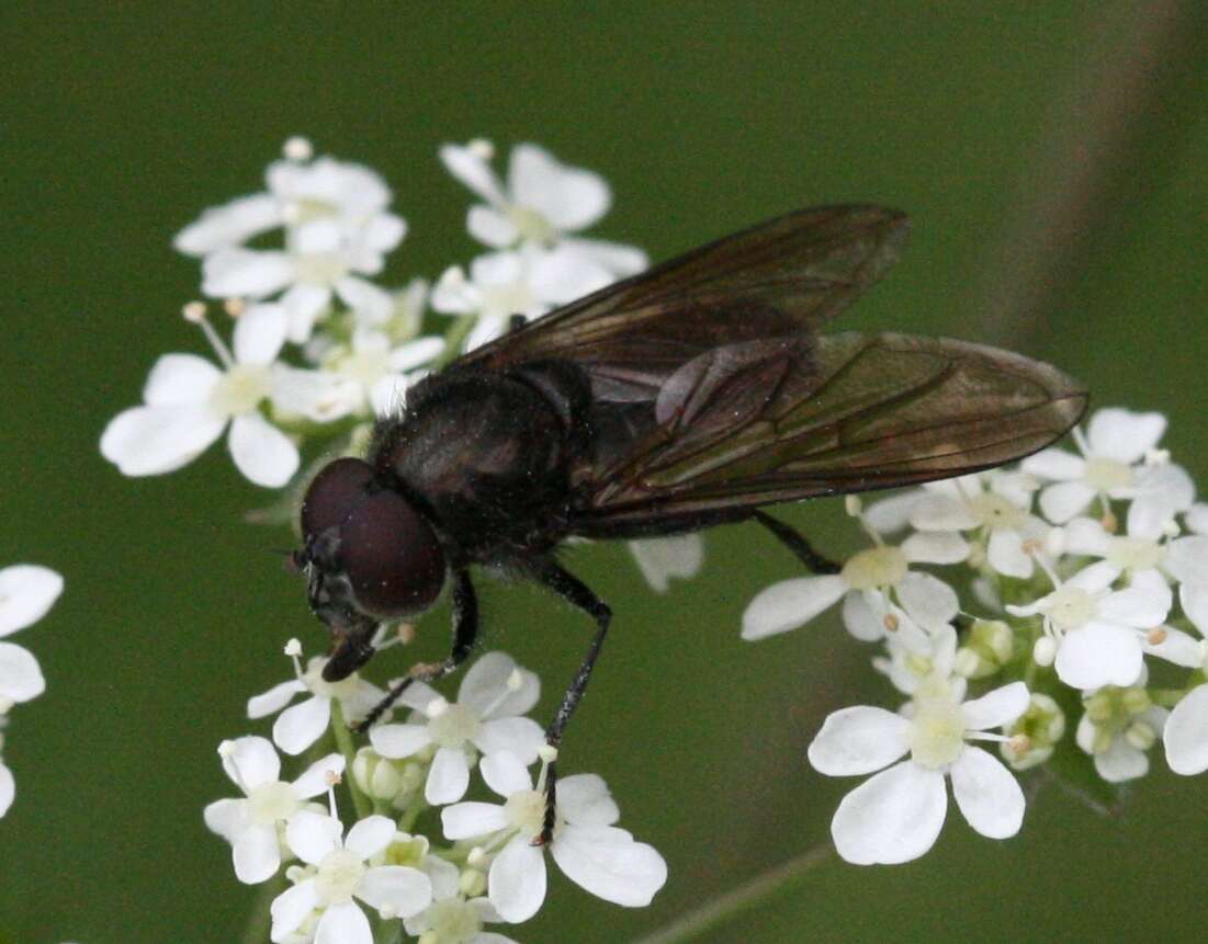 صورة Cheilosia impressa (Loew 1840)