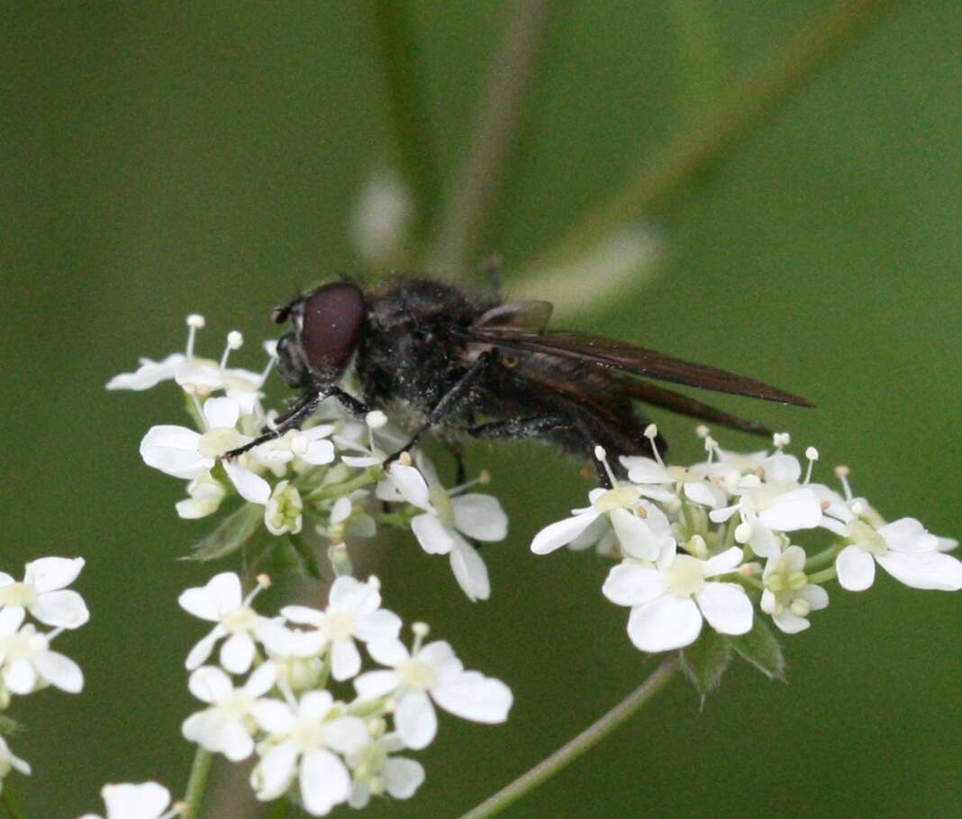 صورة Cheilosia impressa (Loew 1840)