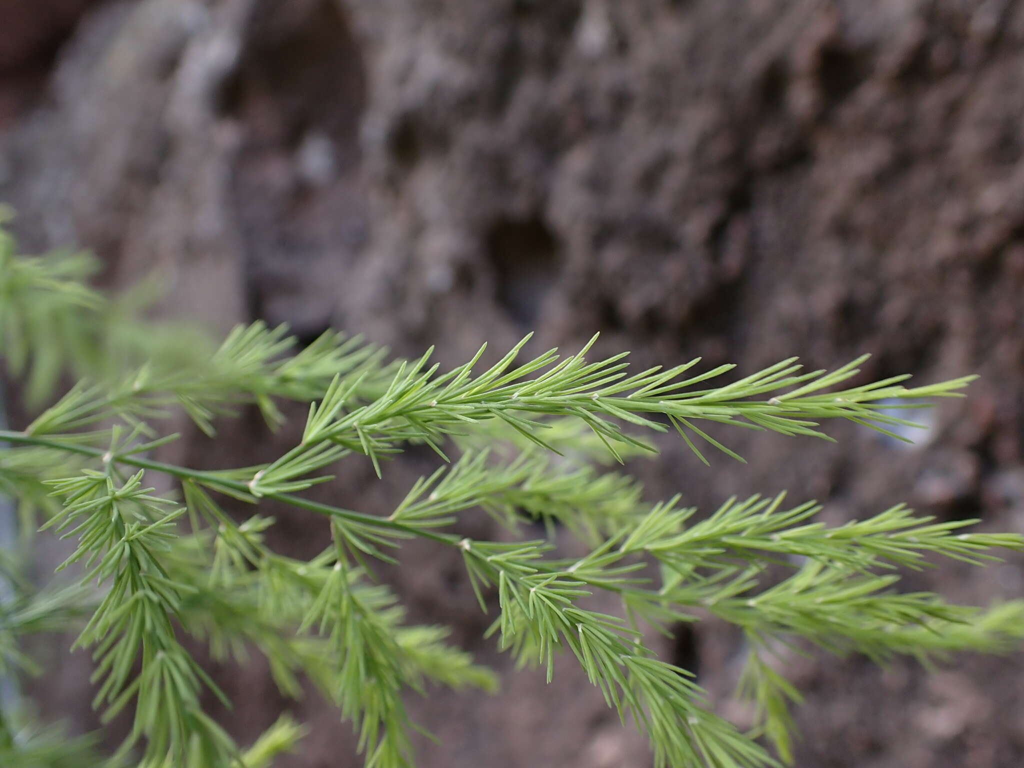 Image of Asparagus scoparius Lowe