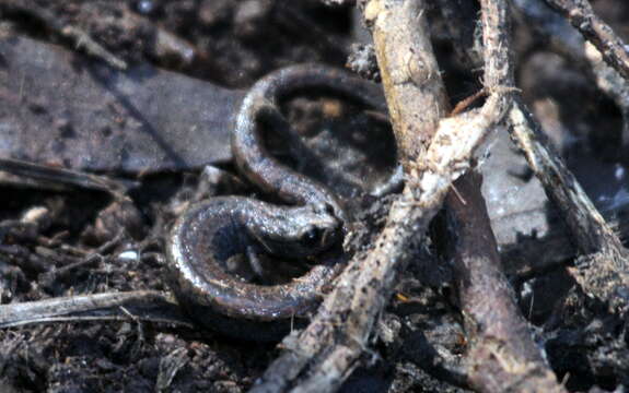 Image of Channel Islands Slender Salamander