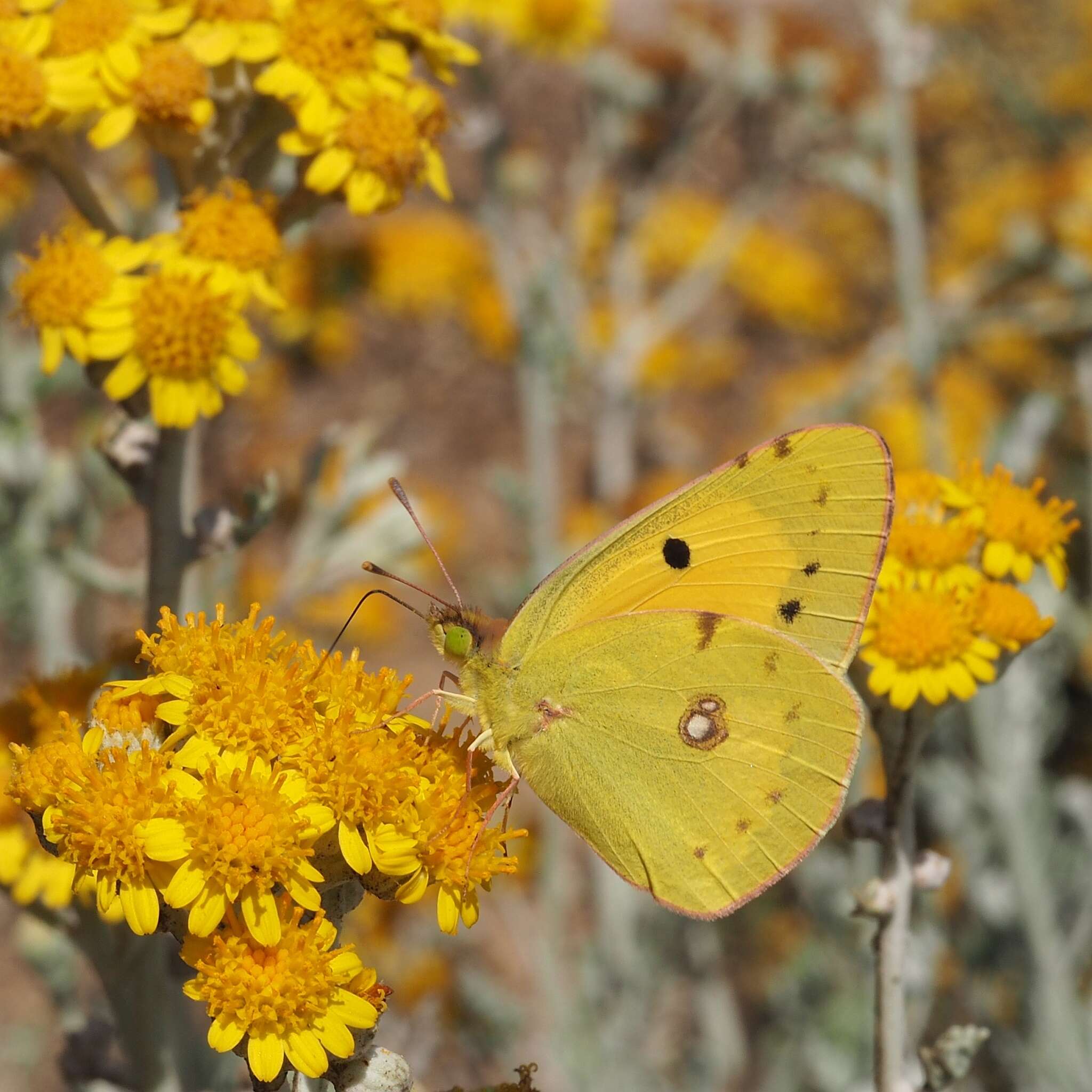 Image of clouded yellow