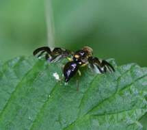 Image of Celery Fly