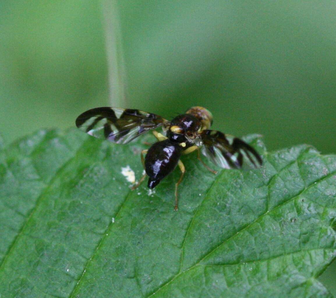 Sivun Euleia heraclei (Linnaeus 1758) kuva