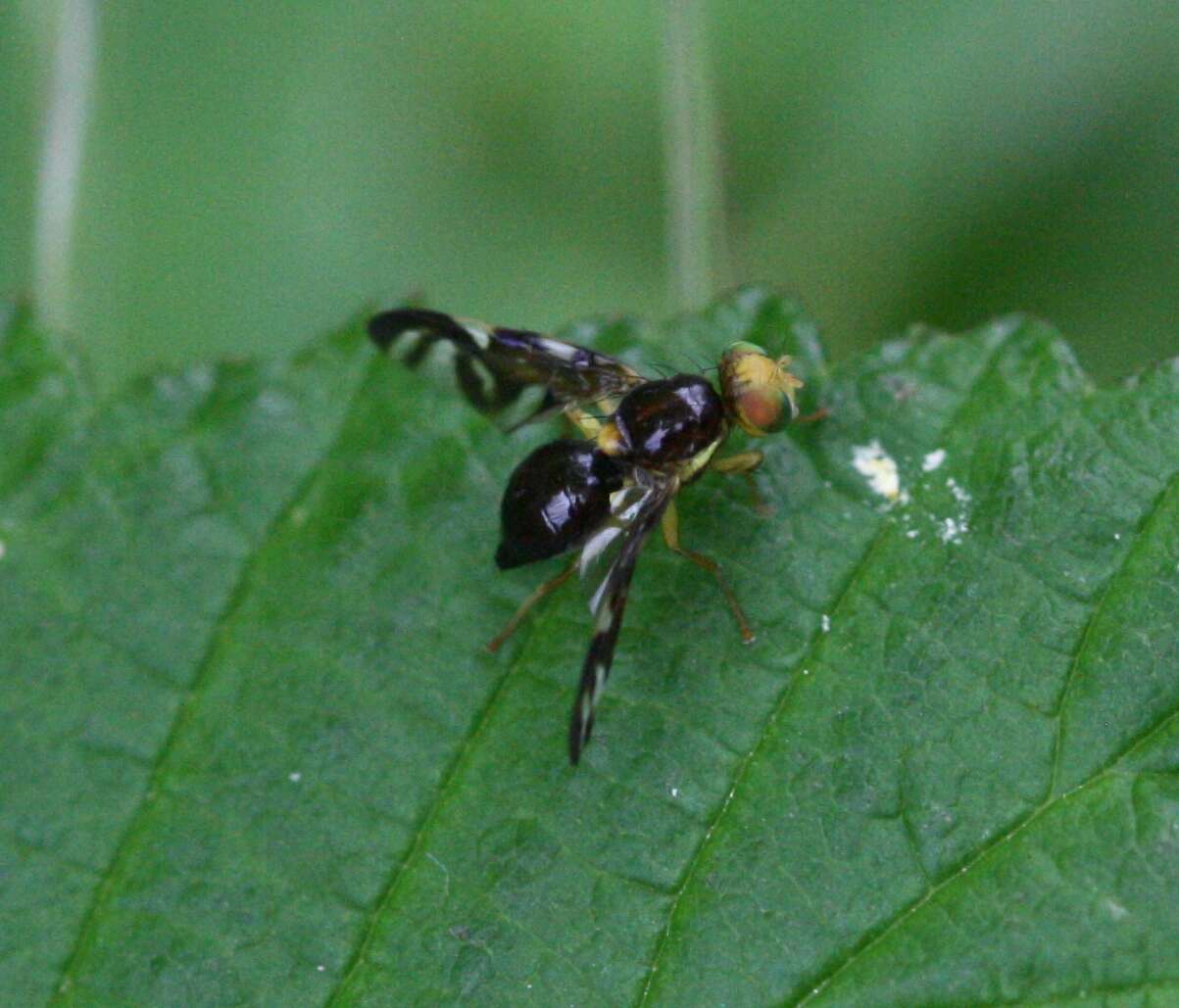 Image of Celery Fly