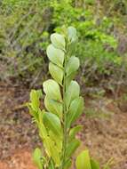 Image of Olax antsiranensis Z. S. Rogers, Malecot & Sikes