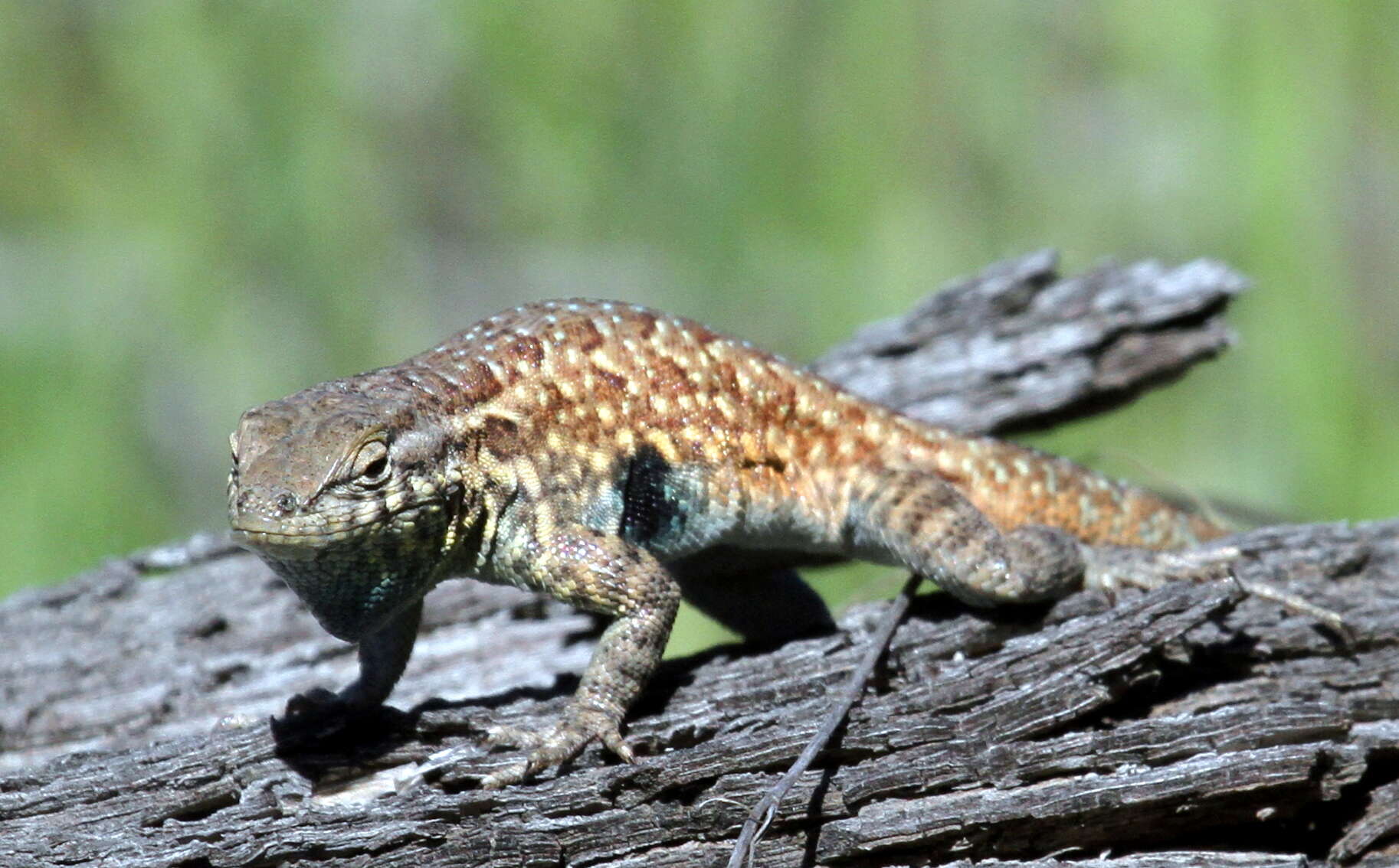 Image of common side-blotched lizard