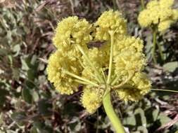 Image de Eriogonum compositum var. leianthum Hooker