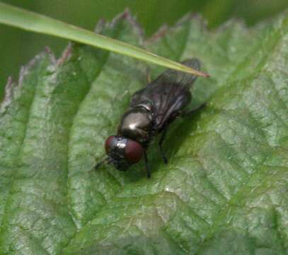 Слика од Chrysogaster virescens Loew 1854