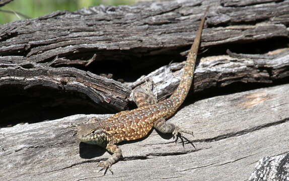 Image of common side-blotched lizard