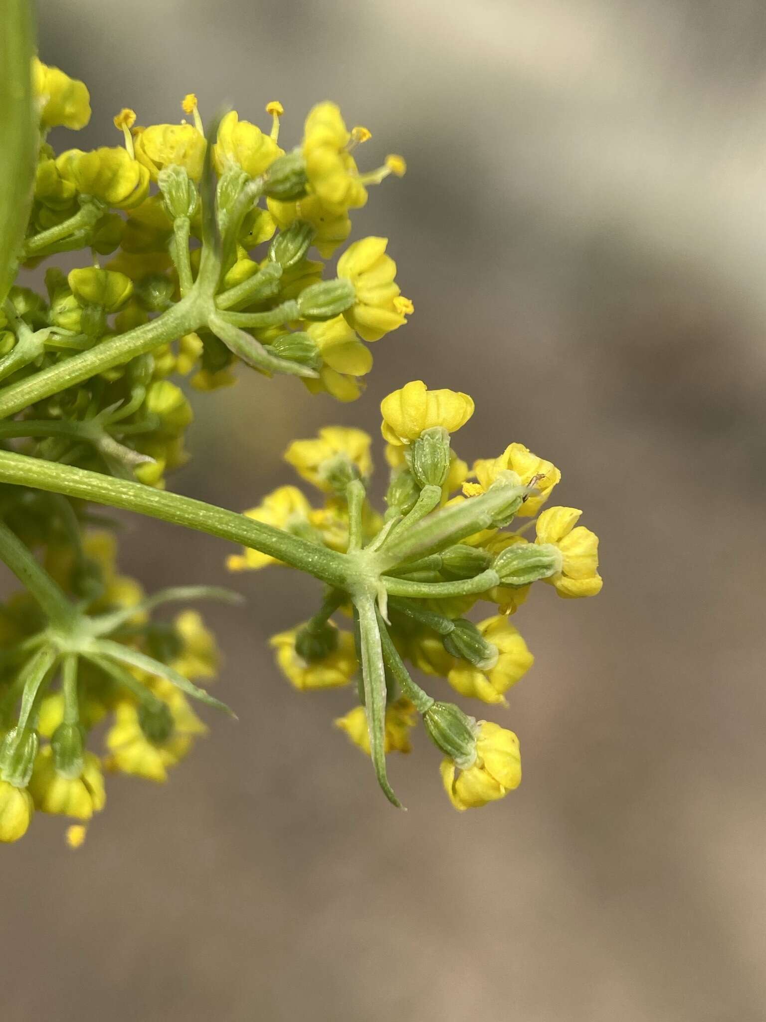 Imagem de Lomatium donnellii (Coult. & Rose) Coult. & Rose