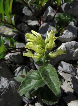 Image of Paederota lutea Scop.