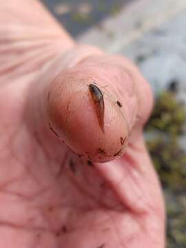 Image of Blackfin pearlfish