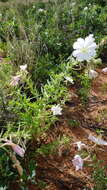 Sivun Oenothera engelmannii (Woot. & Standl.) Munz kuva