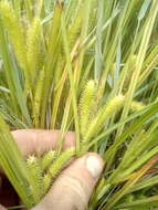 Sivun Carex maorica Hamlin kuva
