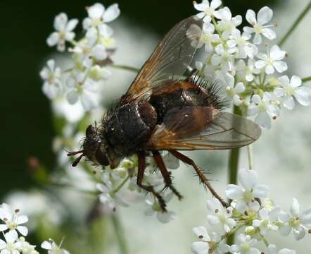 Image de Tachina fera (Linnaeus 1761)