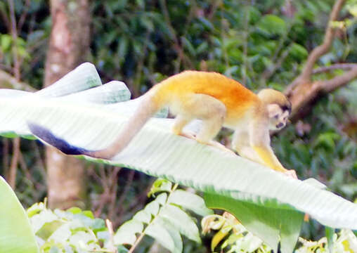 Image of Black-crowned Central American Squirrel Monkey