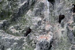 Image of Brown Booby