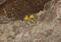 Image de Sternbergia lutea subsp. greuteriana (Kamari & R. Artelari) Strid