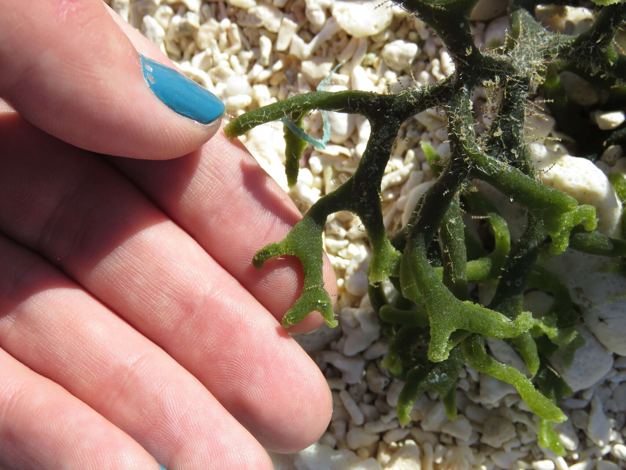 Image of Codium edule