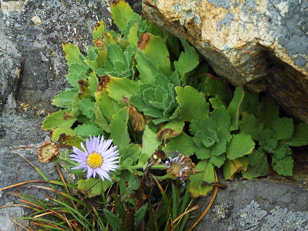 Imagem de Aster spathulifolius Maxim.