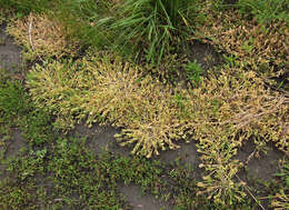 Image of hardgrass