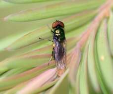 Image of Soldier fly