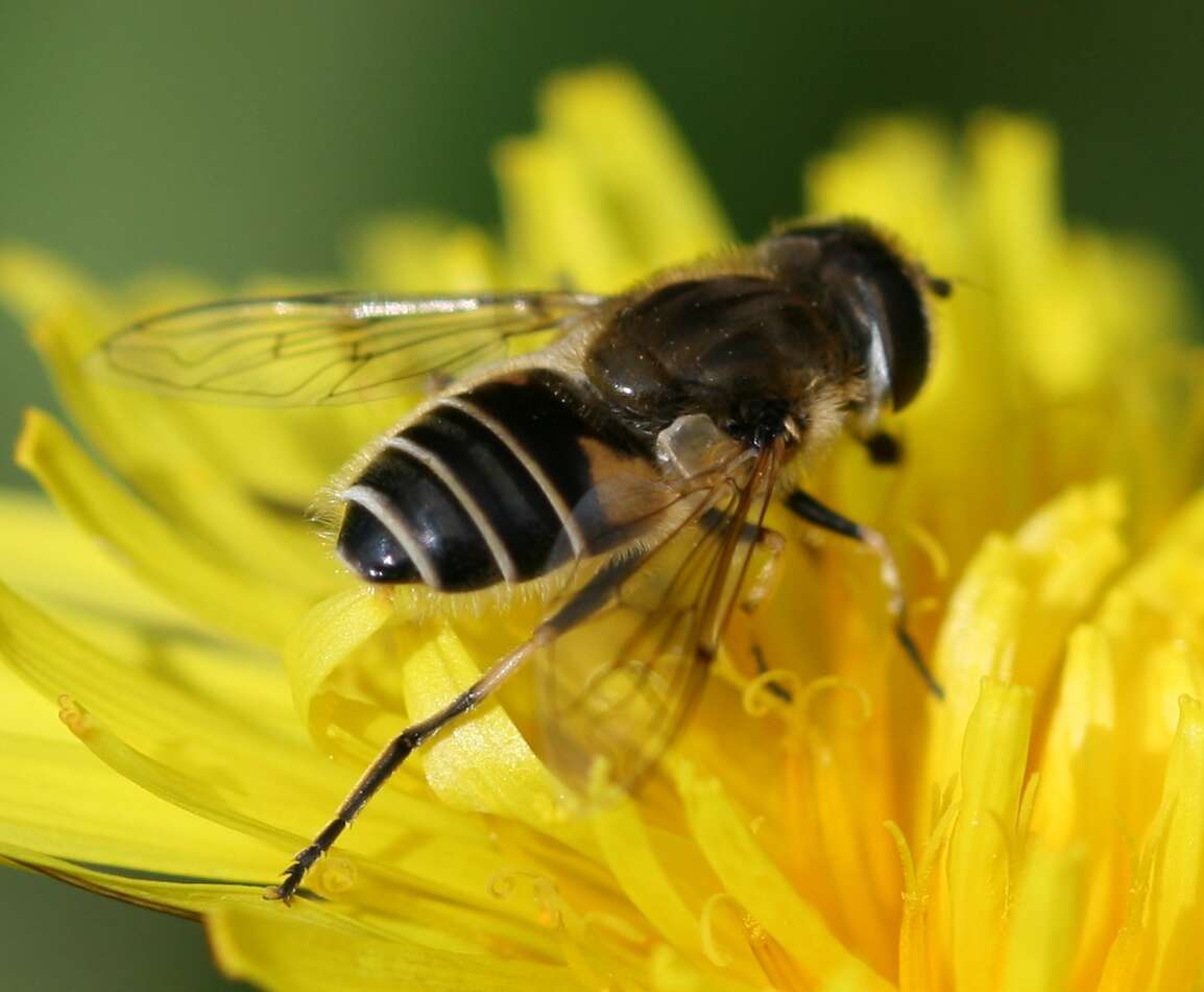 Imagem de <i>Eristalis abusiva</i>