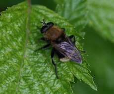 Image of Criorhina berberina (Fabricius 1805)