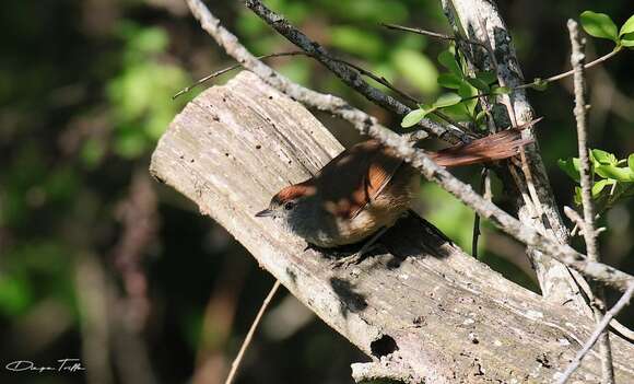 Image of Sooty-fronted Spinetail