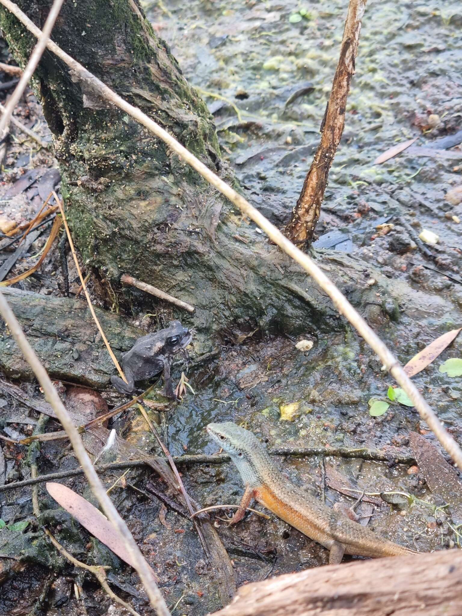 Image of Closed-litter Rainbow-skink