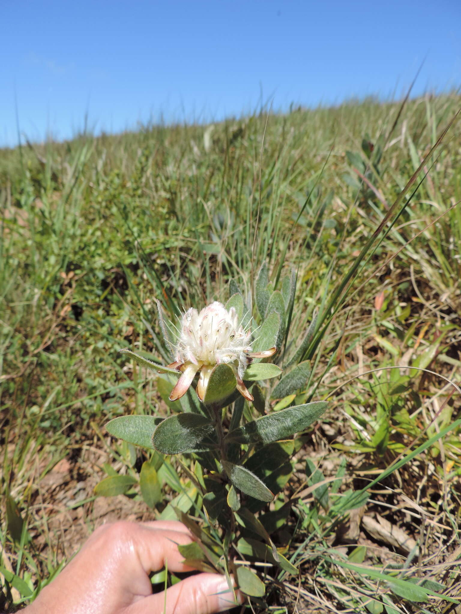 Image of Protea heckmanniana Engl.